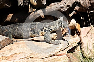 Leguaan or iguana