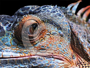 Leguan 1