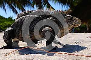 Leguan at the beach of the tropical cuban island Cayo Macho