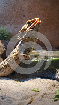 Leguan dragon lizard sunbathing under hot Lamp