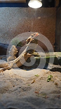 Leguan lizard sunbathing under hot Lamp