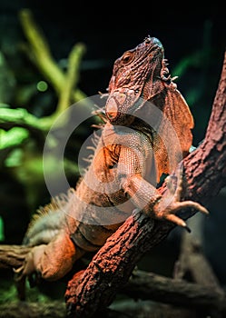 Leguan in terrarium