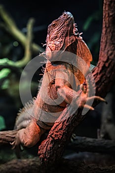 Leguan in terrarium