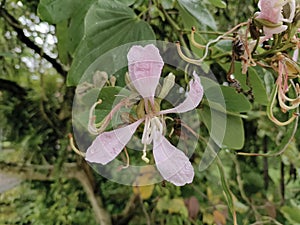 legume flowers dangling from tree branches