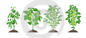 Legume plants with ripe fruits growing from soil isolated on white background. Pea, Common bean, Chickpea, Soybean photo
