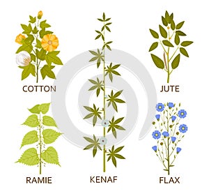 Legumes plants with leaves, pods and flowers