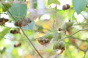 Legumes of Sacha inchi or Inca peanut tree.