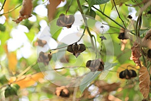 Legumes of Sacha inchi or Inca peanut tree.