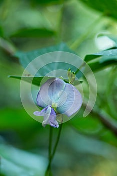 Leguminosae flower or Green Goa-bean or Psophocarpus