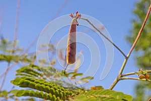 leguminous shade tree seed on the plant branch and green leaves