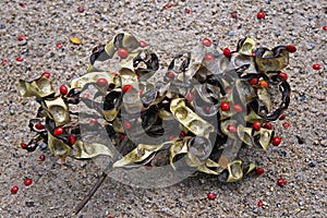 Leguminous tree seeds on floor, Adenanthera pavonina, Rio