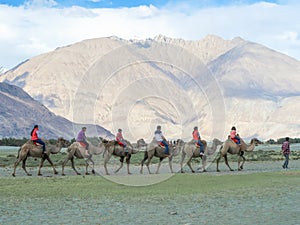 LEH LADAKH, INDIA-JUNE 24: Group of tourists are riding camels a