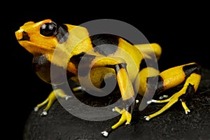 Lehmann`s poison frog Oophaga lehmanni photo