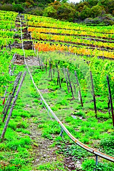 Lehmen, Germany - 10 07 2020: monorail in the steep Mosel valley vineyards photo