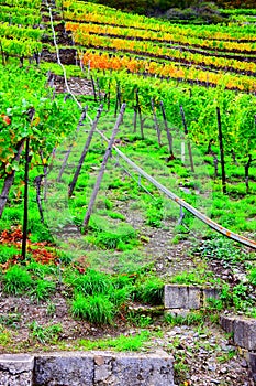 monorail in steep terraced vineyards