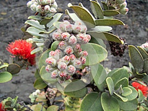 Lehua Berries