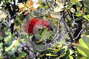 Lehua Ohia flower Ohia tree lava pele volcano lei making red flower