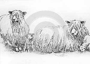 Leicester long wool sheep illustration