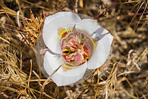 Leichtlin`s Mariposa Lilly, view from above, California