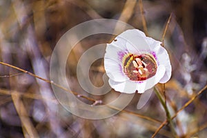 Leichtlin`s Mariposa Lily blooming on the hills of south San Francisco bay area, California