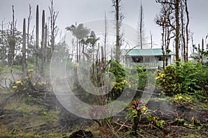 Gases and vapors escape from cracks in garden and forest, Leilani Estate, Hawaii, USA photo