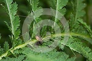 Leiobunum rotundum harvestman spider eating fly prey