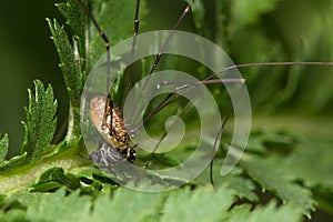 Leiobunum rotundum harvestman spider eating fly prey showing mou