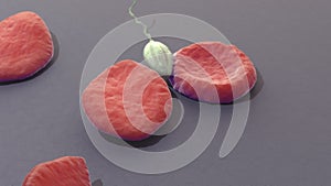 leishmania 3d illustration micro