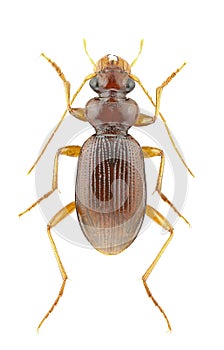 Leistus ferrugineus