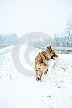 Leisure exercise with dog outdoor at winter