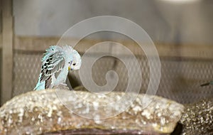 Leisure time for love bird sitting in its nest arranging feathers . photo