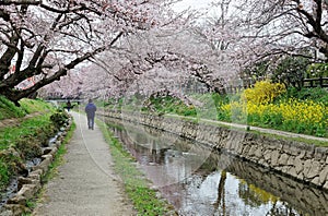 Leisure walk along a footpath under a romantic archway of pink cherry blossom trees