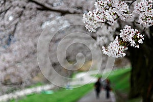 Leisure walk under a romantic archway of cherry blossom trees  Sakura Namiki  in Kyoto