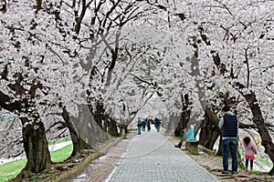 Leisure walk under a romantic archway of cherry blossom trees & x28; sakura namiki & x29; by Sewaritei river