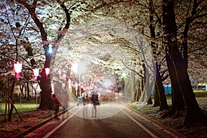 Leisure walk under a romantic archway of Sakura trees on a spring evening in Akaginanmen Senbon-zakura Park, Maebashi, Gunma, Japa