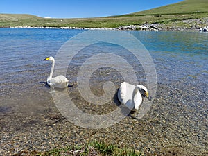 Leisurely white Swan,beautiful and clear inner lake of Xinjiang, China