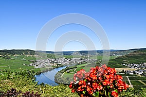 Leiwen village on the Moselle