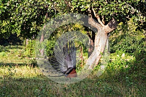 Lek peacock in an old grove photo