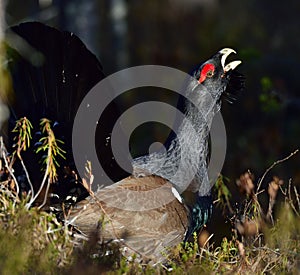 Leking Capercaillie (Tetrao urogallus)