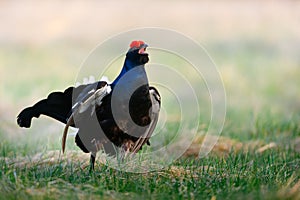 Lekking Black Grouse