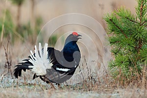 Lekking Black Grouse