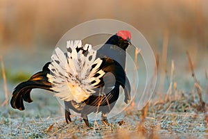 Lekking Black Grouse