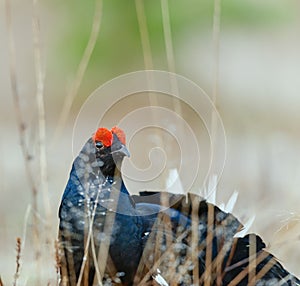 Lekking Black Grouse