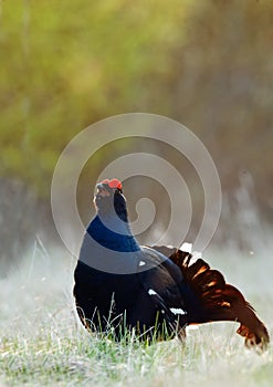 Lekking Black Grouse