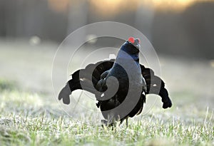 Lekking black grouse