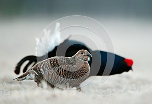 Lekking Black Grouse