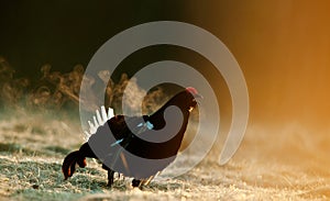 Lekking Black Grouse