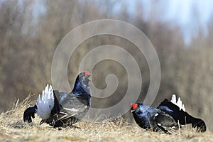 Lekking Black Grouse