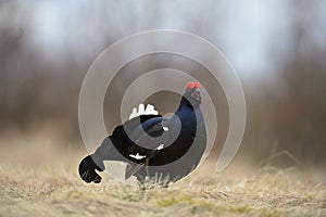 Lekking Black Grouse