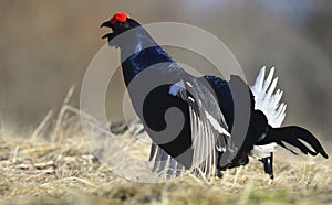 Lekking Black Grouse